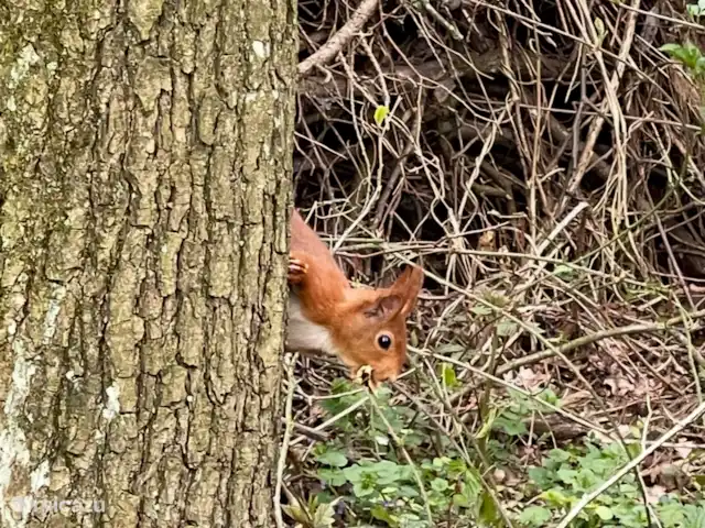 Eekhoorn in eigen bos